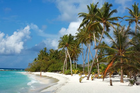 Beach with palm trees on the Indian Ocean