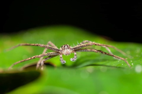 Hunting spider