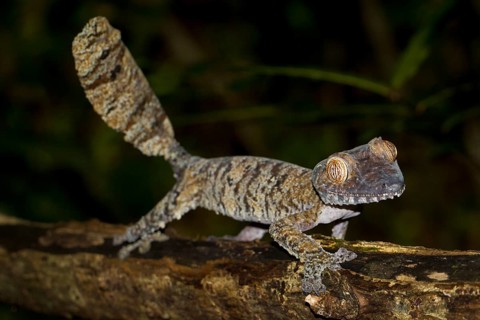Common Flat-tail Gecko (Uroplatus fimbriatus)