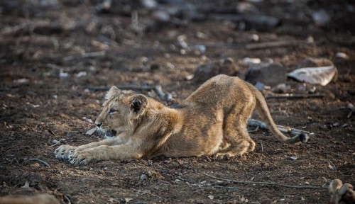 Asiatic lion (Panthera leo persica) cub stretching