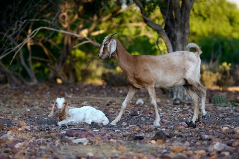 Female goat and goatling