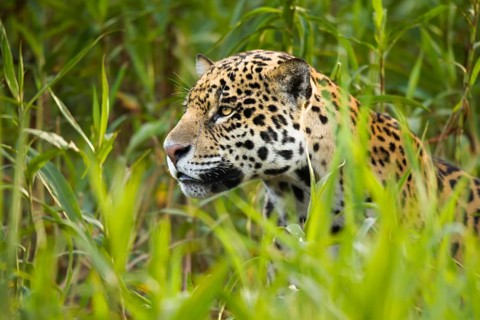 Jaguar (Panthera onca)