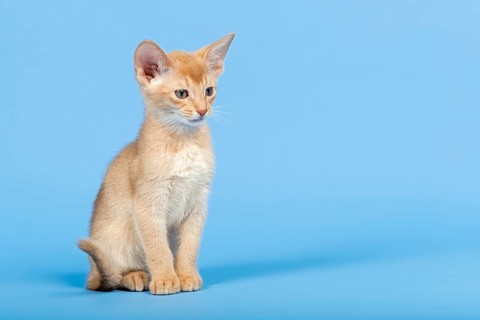 Abyssinian kitten