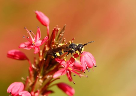 Field Digger Wasp (Mellinus arvensis) on Red Bistort (Polygonum amplexicaule)