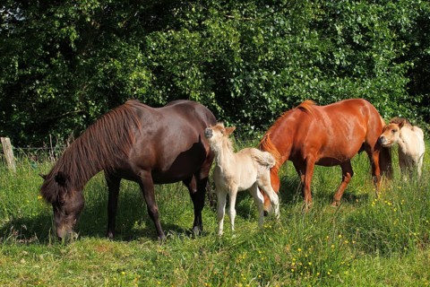 Mares with foals