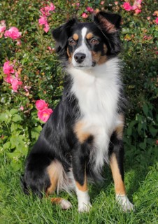 Miniature Australian Shepherd bitch
