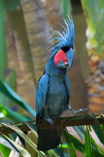 Palm Cockatoo or Great Palm Cockatoo (Probosciger aterrimus)