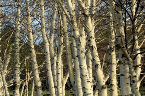 Etna Birch trees (Betula aetnensis)