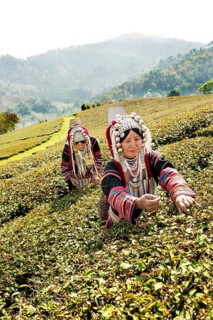 Akha hill tribe women picking tea