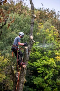 Tree is felled