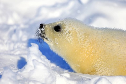Harp Seal or Saddleback Seal (Pagophilus groenlandicus
