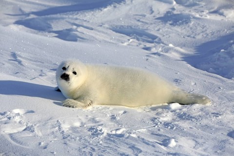 Harp Seal or Saddleback Seal (Pagophilus groenlandicus