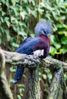 Southern Crowned Pigeon (Goura scheepmakeri)