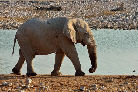 African Elephant (Loxodonta africana)