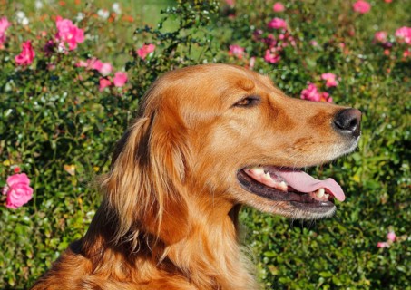 Golden Retriever Irish Red Setter crossbreed