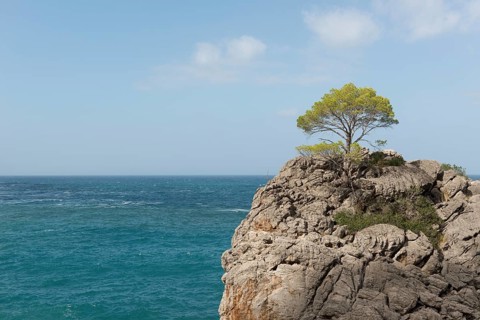 Tree on rock in the region of Torrent De Pareis