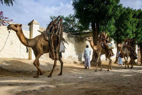 Camel caravan loaded with firewood walking through Keren