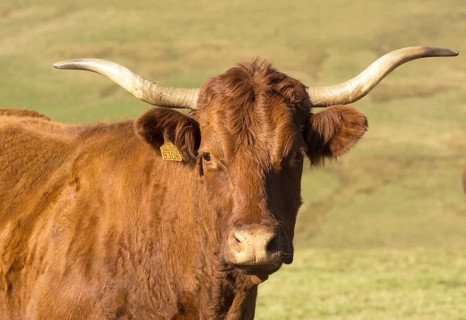 Salers cattle