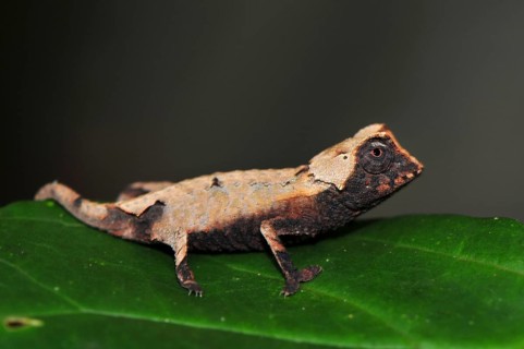 Decary's Leaf Chameleon (Brookesia decaryi) in dry forest