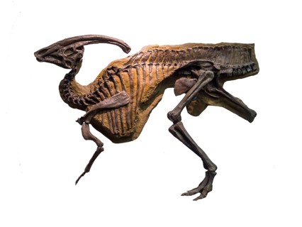 Skeleton of a Parasaurolophus