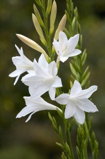 Watsonia (Watsonia borbonica)