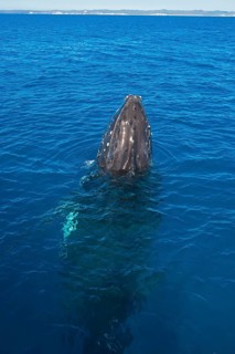 Humpback Whale (Megaptera novaeangliae)