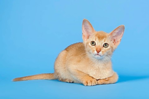 Abyssinian kitten