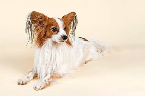 Papillon