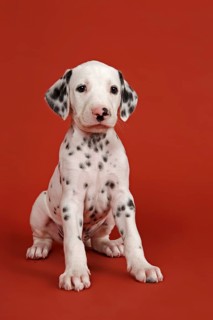 Dalmatian