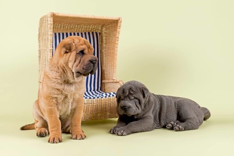 Shar Pei puppies