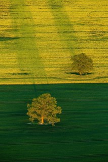 Trees in a green field and a flowering rape feed