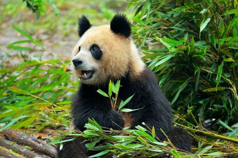 Giant Panda (Ailuropoda melanoleuca) feeding on bamboo leaves