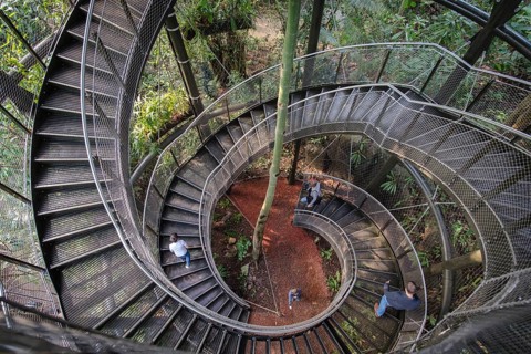 Stairs to the treetops