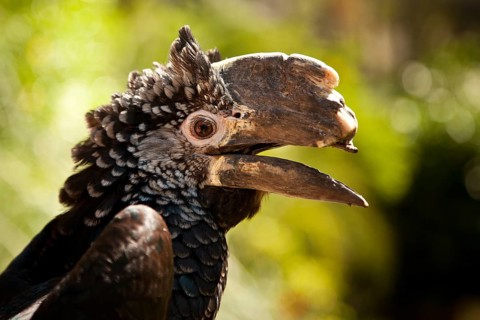 Silvery-cheeked hornbill (Bycanistes brevis)