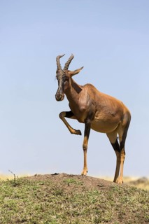 Topi (Damaliscus lunatus jimela)