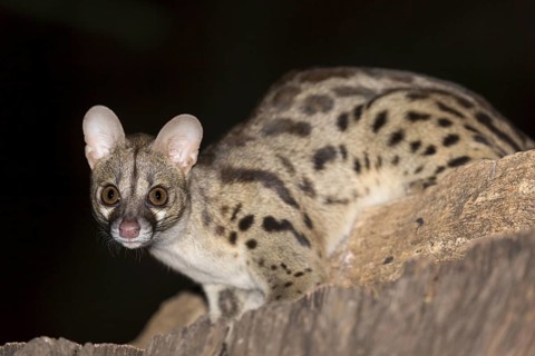 Rusty-spotted Genet (Genetta maculata)