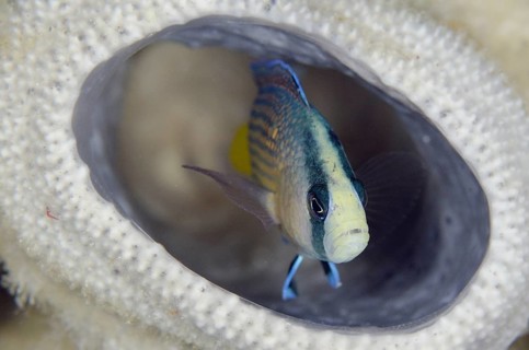Splendid Dottyback (Pseudochromis splendens) in sponge