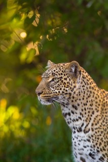 Leopard (Panthera pardus)