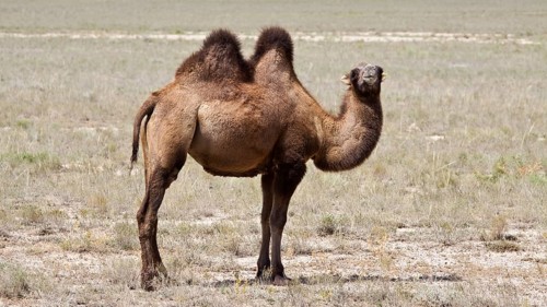 Bactrian Camel (Camelus ferus)