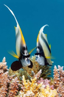 Two Red Sea bannerfish (Heniochus intermedius) over coral reef