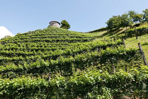 Vineyard with Hungerturm tower