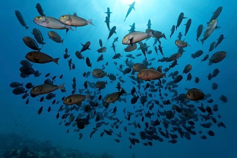 Shoal of Elongate Surgeonfish (Acanthurus mata)