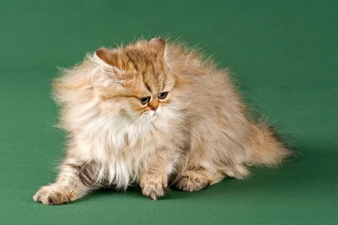 Persian Kitten