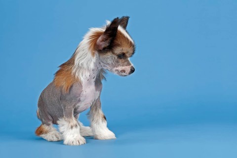 Chinese Crested Dog