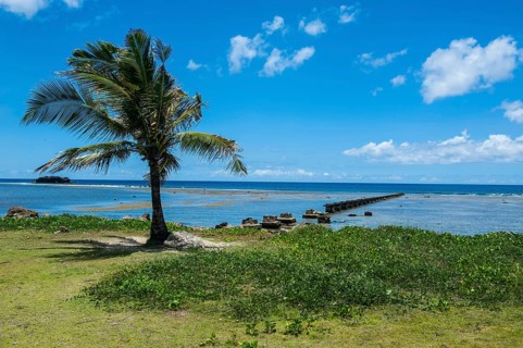 Lonely Palm tree in the Pacific National Historical Park