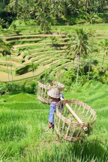 Farmer on rice terraces