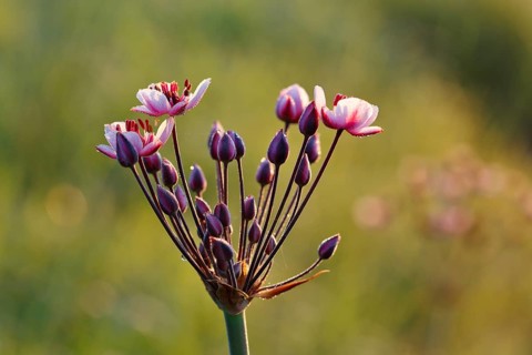 Flowering Rush (Butomus umbellatus)