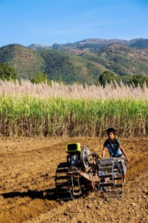 Boy with a walk-behind tractor working on a sugar cane field
