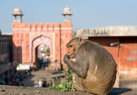 Rhesus Macaque (Macaca mulatta)