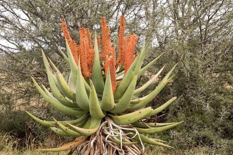 Cape Aloe